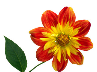 red-yellow flower 1
