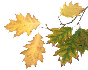 autumn leaf 15