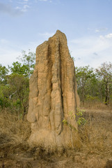 termite mound in australia