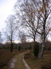 weg durch die heide