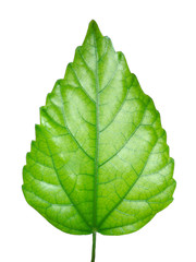 green leaf
