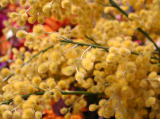 mimosa de printemps