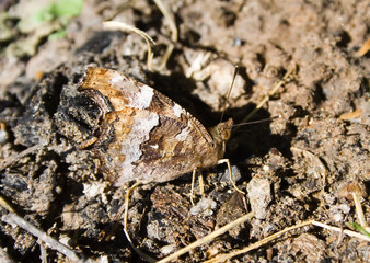 butterfly with protective coloration