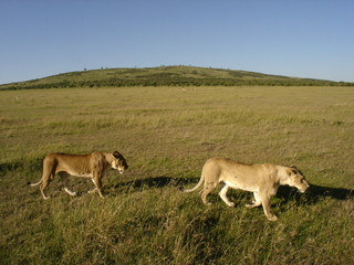 lions