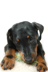 doggy playing with fir twig