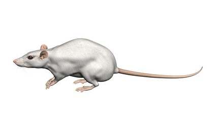 ratte rat 3d fond blanc