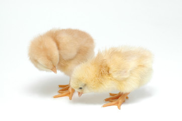 chicken