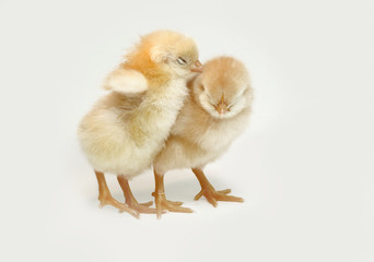 Fototapeta premium whispering