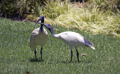 Obraz na płótnie Canvas ibis's