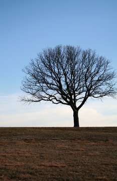 lonely tree on a hill top