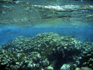 underwater coral reef with water surface