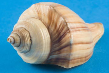 seashell