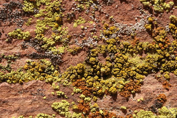 mold on rocks
