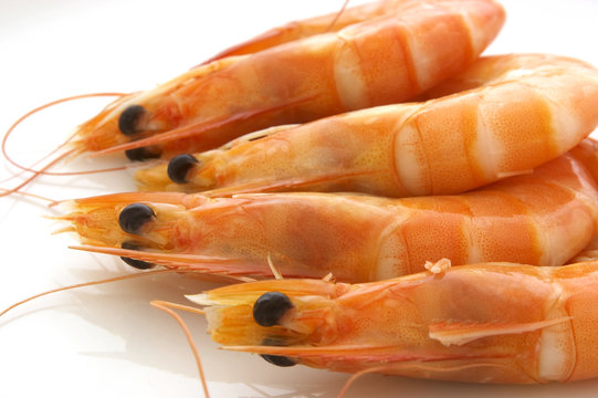 prawns