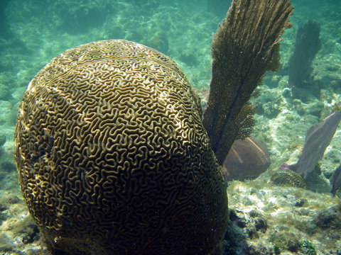 brain and fan coral in barrier reef