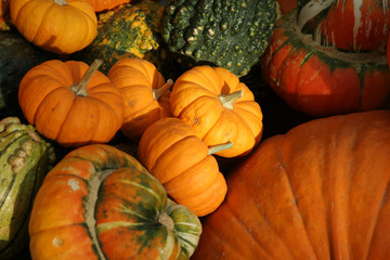 pumpkin harvest