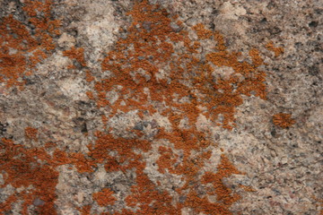 mold on petrified wood