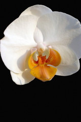 Fototapeta na wymiar white phalaenopsis on black background