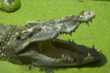 4877	crocodile