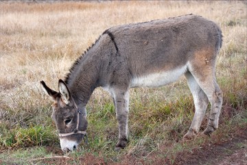 donkey