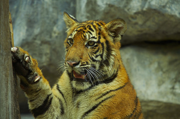 5138	tiger-3
