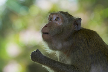 5312	      monkey-30