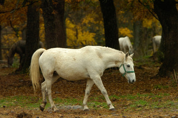 Fototapeta premium lipica autumn