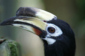 hornbill close-up 2
