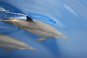 dolphins
