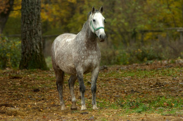 Obraz premium lipica autumn