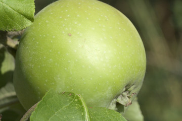 green apple