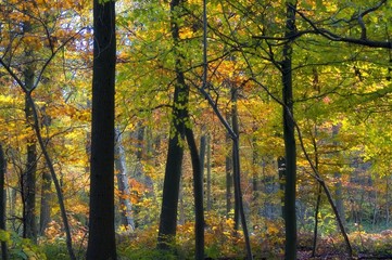 colourful autumn forest