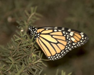 butterfly