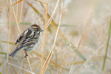 bruant des roseaux, emberiza schoeniclus