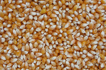 unpopped popcorn kernals