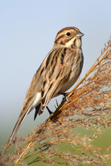 bruant des roseaux, emberiza schoeniclus