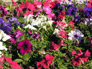 pansies and petunias
