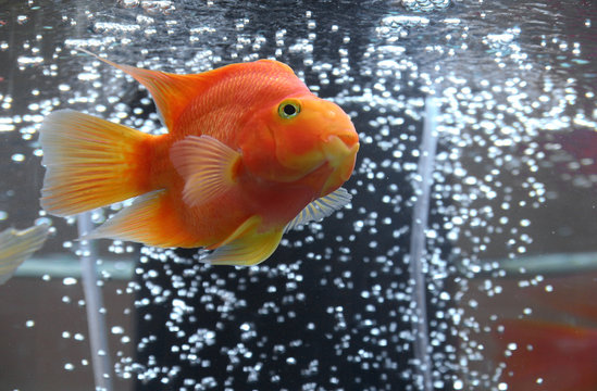 aquarian goldfish
