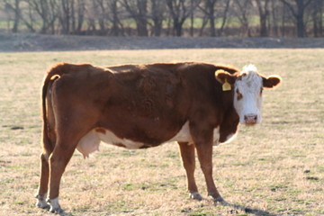 Fototapeta premium cow