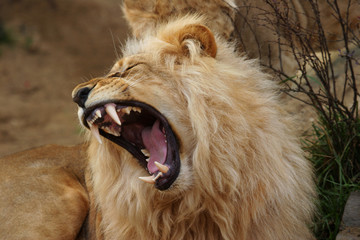 angola lion, panthera leo bleyenbergi - obrazy, fototapety, plakaty