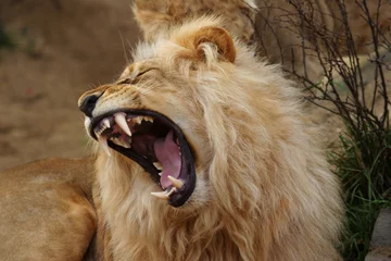 Papier Peint photo Lavable Lion lion d& 39 angola, panthera leo bleyenbergi