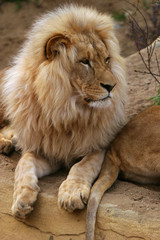 angola lion, panthera leo bleyenbergi