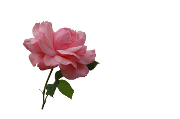 die rose