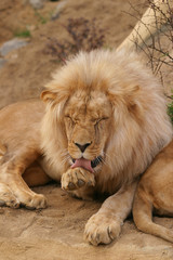 Fototapeta na wymiar angola lion, panthera leo bleyenbergi