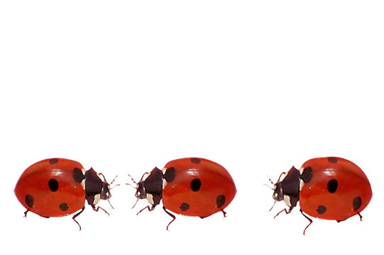 Sitemapcdatahttpsmodeinf Inetcomaire Des 3 Coccinelles