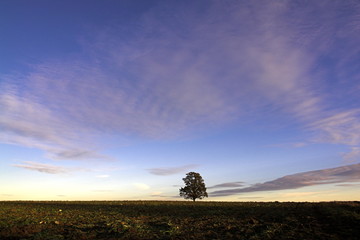 alone tree