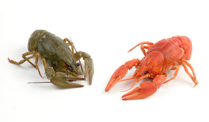 crayfish
