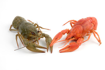 crayfish