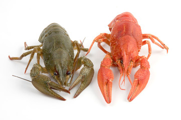 crayfish
