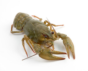 crayfish